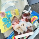 올어바웃도그 이미지