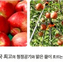 ﻿주왕산에 가시면 청송사과는 맛 보고 오셔야지요 이미지