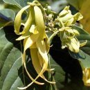 Ylang Ylang