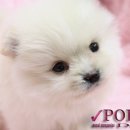 포인트독 이미지