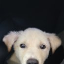 동물보육원 용인지부 이미지