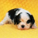 꼬꼬마 강아지 이미지