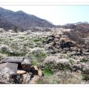 광양농원 이미지