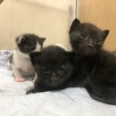 로이네 애견호텔 이미지