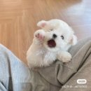 꼬마강아지 이미지