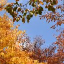 구룡자동차야영장(치악산국립공원) 이미지