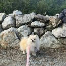 오름푸드 경북 | 경북캠핑장::경북 오토캠핑장 고령 힐링오름캠핑장 B5 애견동반 2박 3일 내돈내산 후기