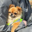 애견11번가 캣넬 | [봉사후기] 포캣멍센터