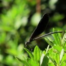 나무고아원 이미지