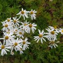 아름다운 한글 서예 이미지