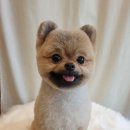 겨우리애견 이미지