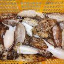 신안우럭 이미지