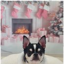 펫러버 그루밍 이미지