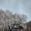 벚꽃 둘레길 걷기 및 특별 외식(2023년 4월 5일) 이미지