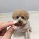 초콜릿종합동물병원 이미지