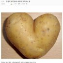 밝고꽃처럼