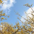 산수유민박 이미지