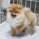 Pom생Pom사 이미지