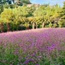 팜카밀레 이미지