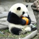 화화 이미지