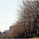 삼호로 이미지