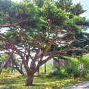 명품소나무길 이미지