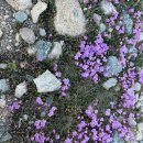 JMT(Whitney Portal - Onion Valley 구간) 백패킹 #6/6 이미지