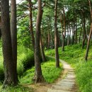 소나무농원 캠핑장 이미지