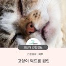 뉴하트동물병원 이미지