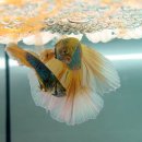 금붕어 - 제주시 한림로 685 | 금붕어
