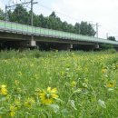 고잔역 교각밑 이미지