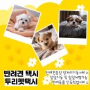 펫택시 이미지