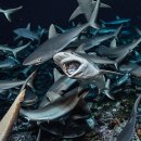 D00854 National Geographic