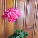 겔러리아 이미지