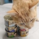 주식카페 | 고양이 습식캔 추천 쉬바 주식캔 후기, 노을이와 따조의 솔직한 기호성 비교