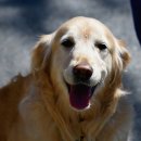 멋진강아지 이미지