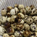 양평메추리농장 이미지