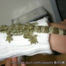프링