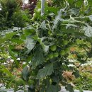 호박민박 이미지