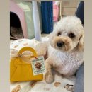 CFM애견유치원 이미지