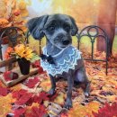 댕댕아야옹 이미지