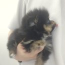 댕댕프렌즈 이미지