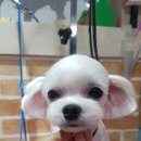 개구쟁이 애견 이미지