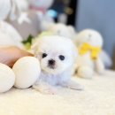 해피애견타운 강아지고양이 분당판교점 | 분당강아지분양 좋은 인연의 시작