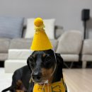 강아지생일파티 펫느 꼬깔모자 세트 귀여워요