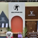 골드스푼애견풀빌라 | 상면 펜션 골드스푼애견풀빌라 반려견과의 특별한 순간, 직접 체험해봤어요