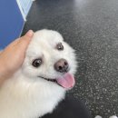 댕댕놀이터 아라점 이미지