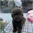 김해 강아지분양 고양이분양 도그하우스 대성점 이미지