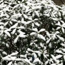 첫눈이네집 이미지