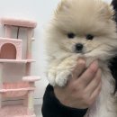 꼬순내 by. pet shop | [울산분양샵,강아지분양｜울산남구 펫샵 직접 다녀온 솔직 후기]